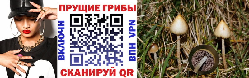 Купить закладки  Лихославль  Галлюциногенные грибы Psilocybine cubensis 